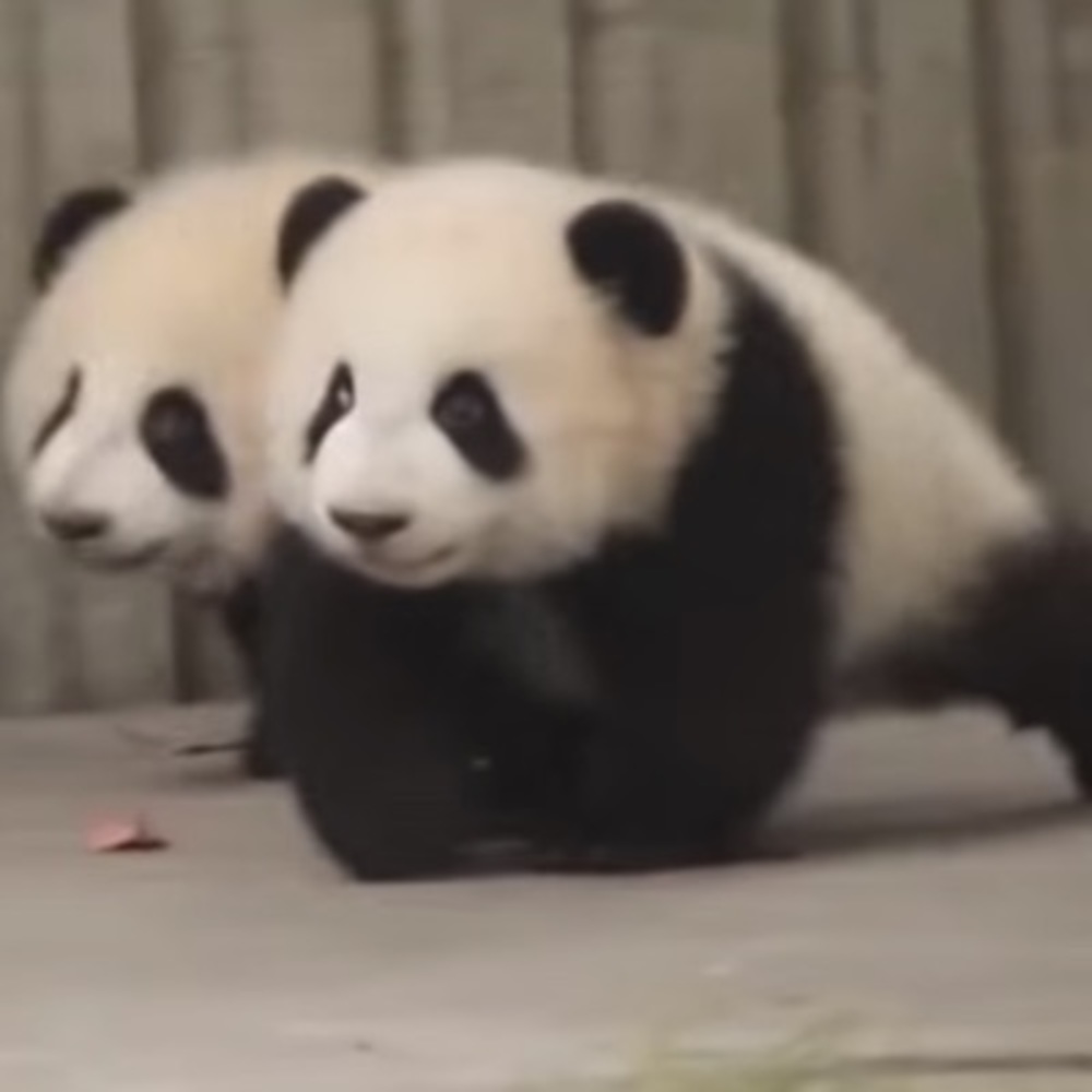 Meet your Posher, Bluespicification